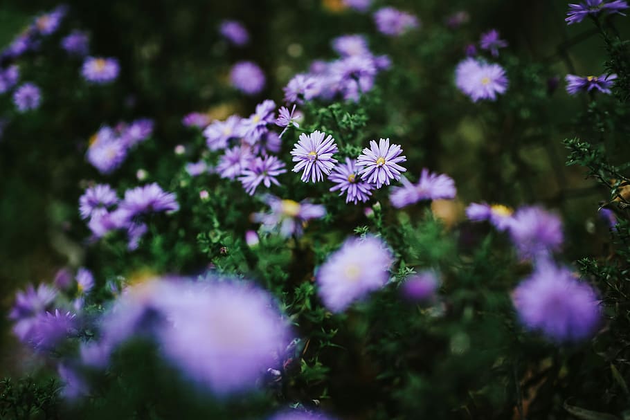 紫の花のクローズアップ, 紫, 花, クローズアップ, 植物, 草原, 自然, 夏, 屋外, 緑色