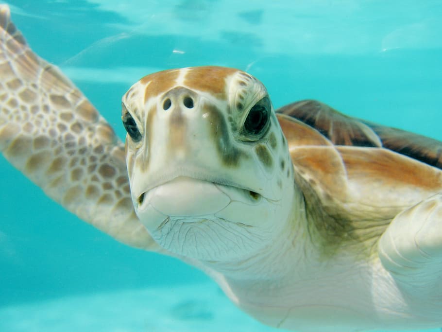 closeup, turtle, mexico, swim, underwater, nature, animal, sea, wildlife, water