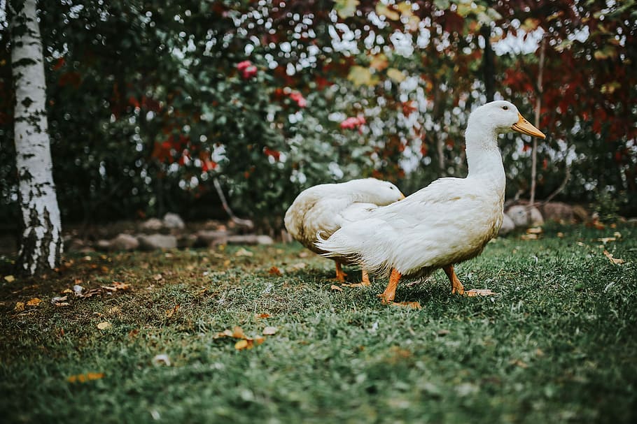 ducks, grass, White, bird, leaves, duck, animal, nature, farm, outdoors