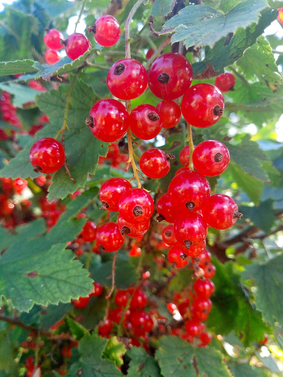 currant, summer, red, nutrition, healthy, ripe, berries, sour, vitamins, fresh