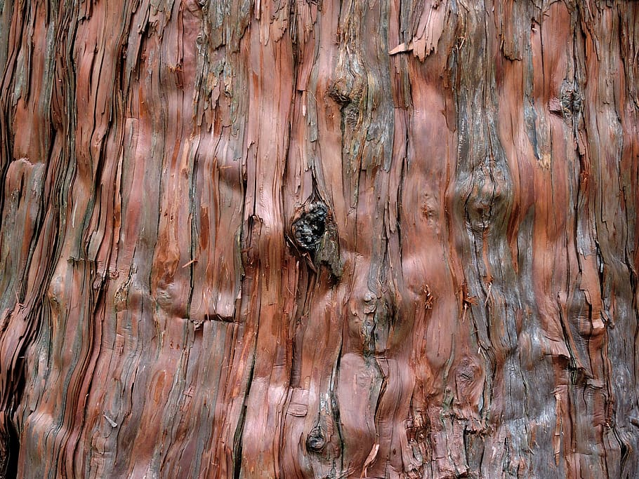 background, tree, cedar, bark, close-up, forest, nature, ancient, plant, big tree