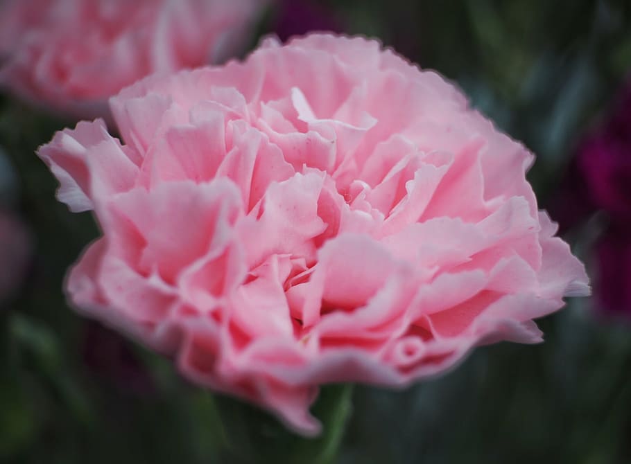 closeup, foto, pink, bunga anyelir, bunga, berkembang, daun bunga, daun, tanaman, alam