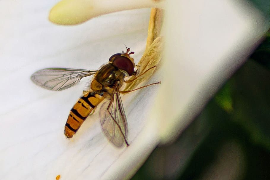 hoverfly, macro, seletivo, foco, fotografia, superfície, inseto, invertebrado, animais em estado selvagem, temas de animais