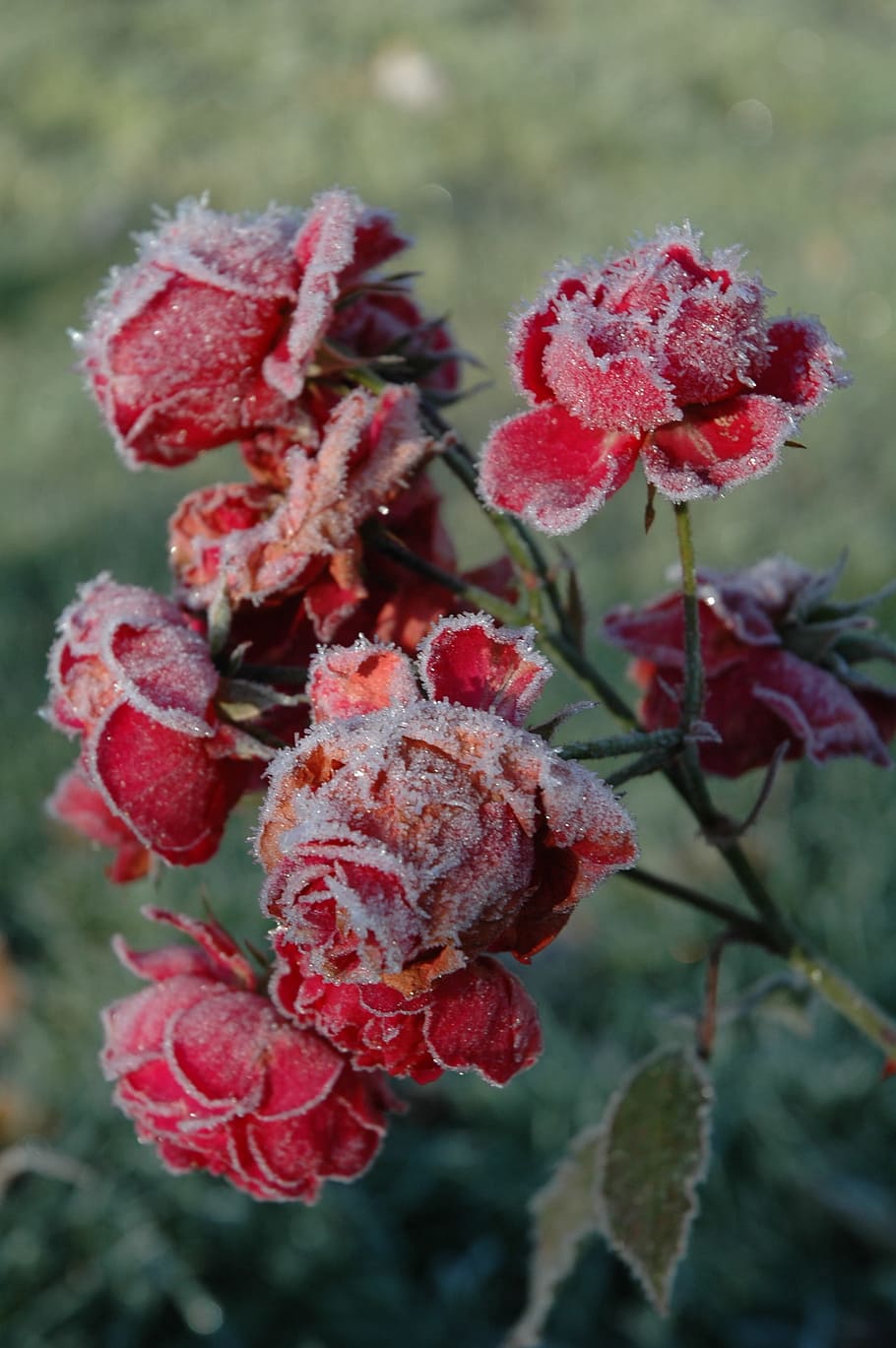 bunga mawar merah, ros, mawar, beku, bunga, embun beku, musim dingin, merah, pertumbuhan, keindahan di alam