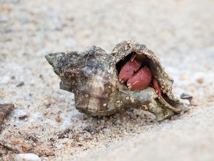 hermit crab, cancer, sea, mussels, crab, beach, sea animals, shell, sand,  nature | Pxfuel