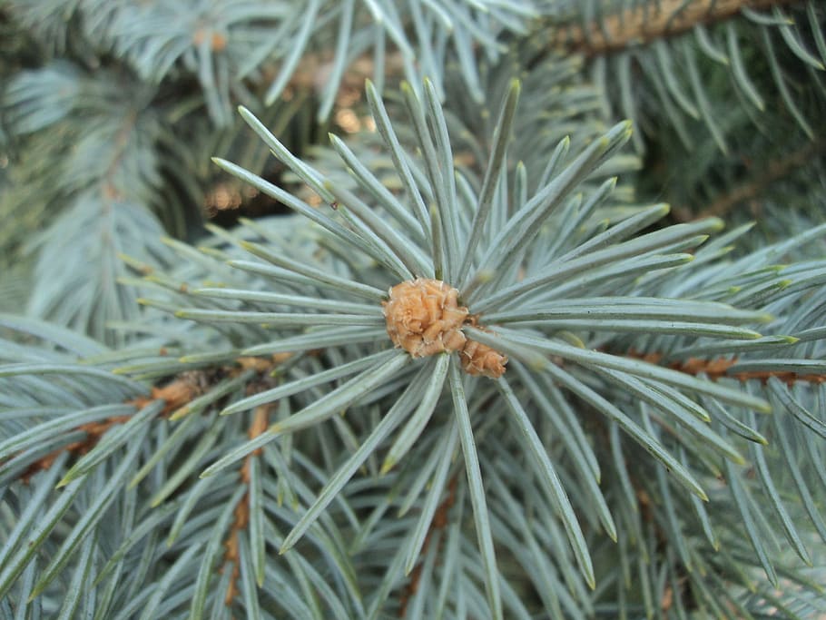 Blue Spruce, Herringbone, Branch, dove-colored, background, tree, nature, pine tree, green color, plant