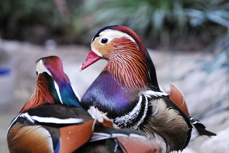 Wood Ducks, Birds, Zoo, Wildlife, waterfowl, colorful, nature, birdwatching, plumage, animal