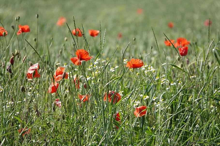 poppy flower, chamomile, poppies, field of poppies, klatschmohn, red, poppy, mohngewaechs, plant, flowers
