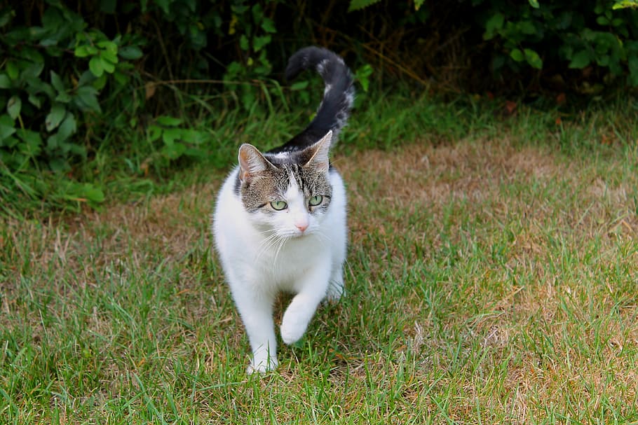 white, gray, cat, grass, pets, domestic cat, spotted, animals, nature, psychiatric