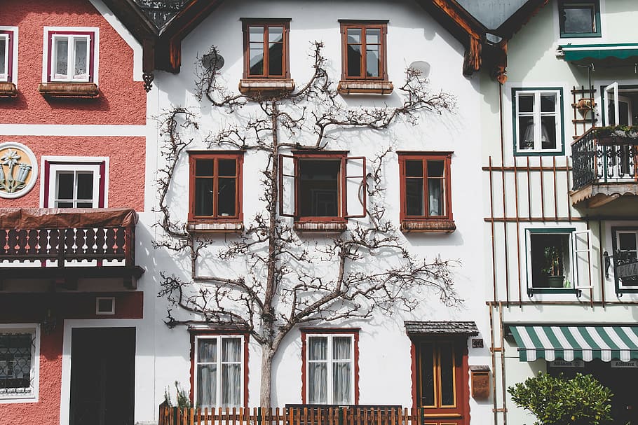 tree beside house, architecture, house, balcony, apartment, tree, branches, nature, facade, building exterior