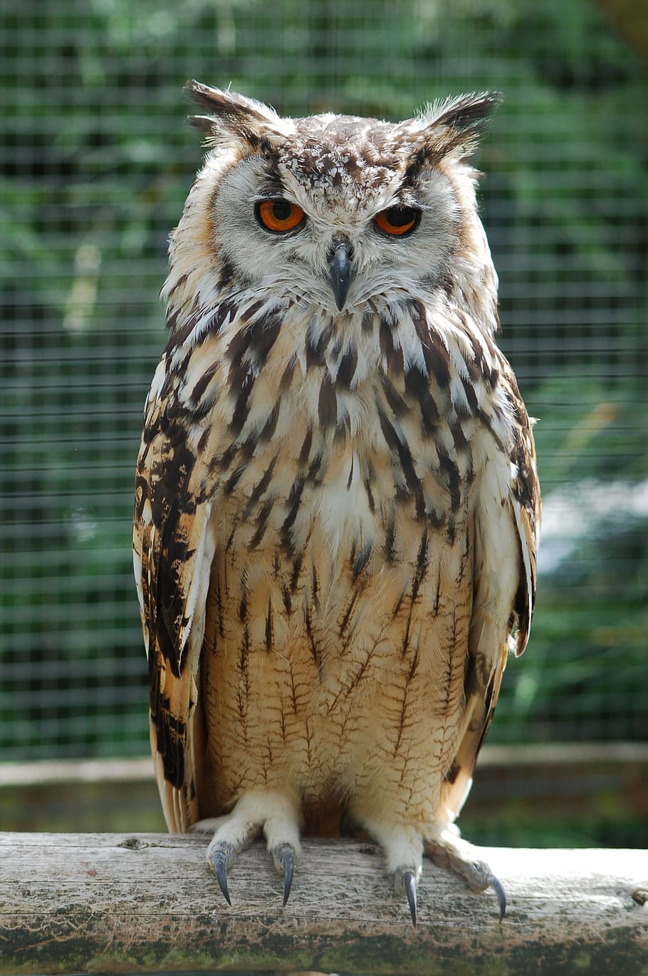 white, brown, owl, branch, Eagle Owl, Bird Of Prey, bengalese eagle owl, bird, sitting, perched