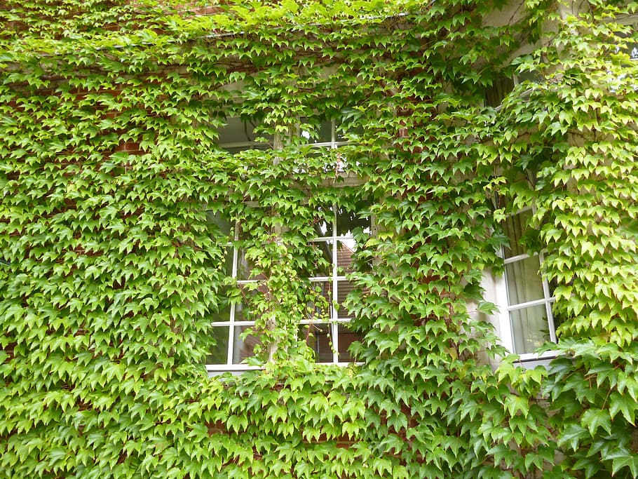 vine, window, home, plant, growth, green color, plant part, leaf, tree, built structure