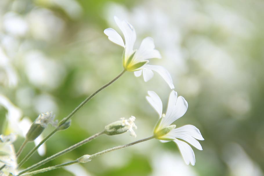 close-up photography, white, petaled flower, flowers, dainty, delicate, spring, fresh, pure, nature