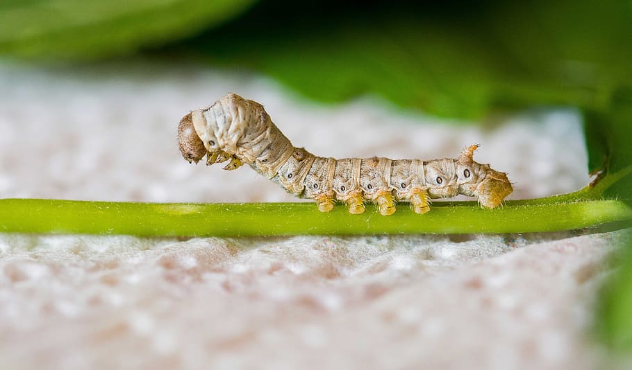 silk, silkworm, insect, nature, moth, animal wildlife, animals in the wild, one animal, reptile, selective focus