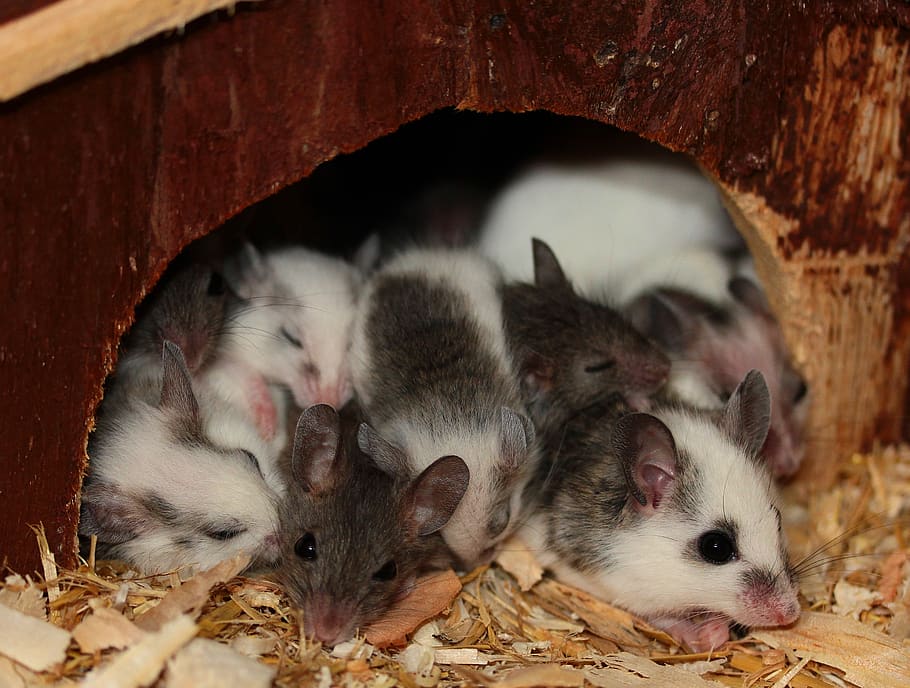 ratón, mastomys, nager, roedores, de cerca, joven, pelaje, lindo, curioso, mini