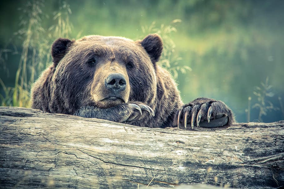 fallen, tree, Bear, Peering, photos, grizzly, mammal, nature, public domain, wildlife