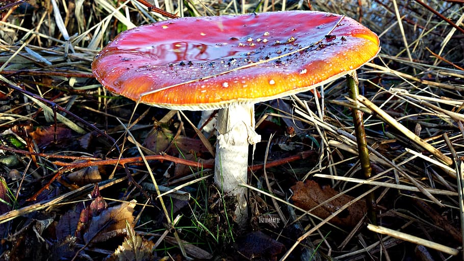 mushroom, autumn, dotty, nature, mushrooms, fall colors, leaves, red, sheet, season