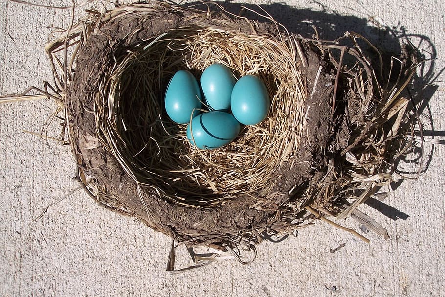 cuatro, azul, huevos, marrón, nido, huevo, pájaro, petirrojo, nacimiento, primavera