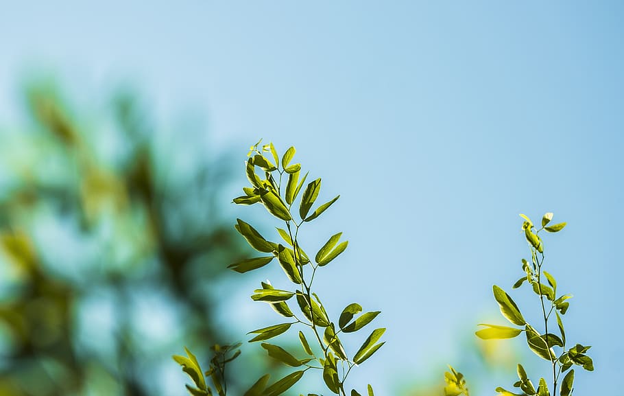 nature, plants, leaves, branches, sky, bokeh, still, plant, growth, leaf