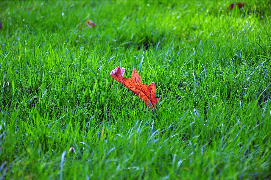 maple leaf, grass, red, maple, leaf, green, field, green color, nature, growth