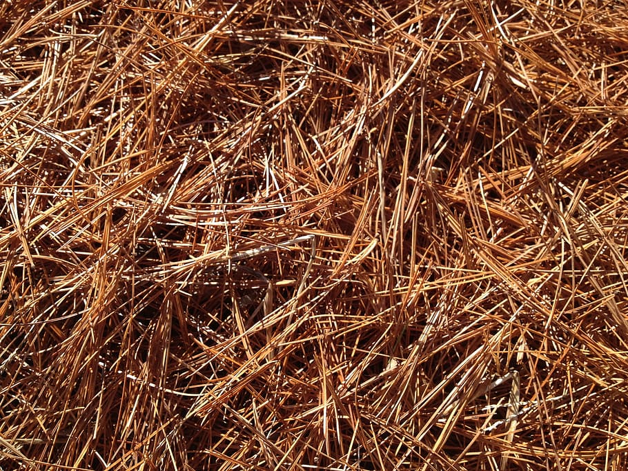 pine needles, carpet, fall, pine, forest, leaves, plant, texture, hay, backgrounds