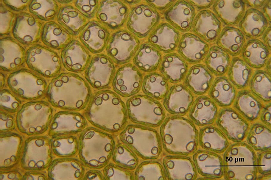 microscopic, view, green, white, cells, bazzania tricrenata, biology, macro, science, plant