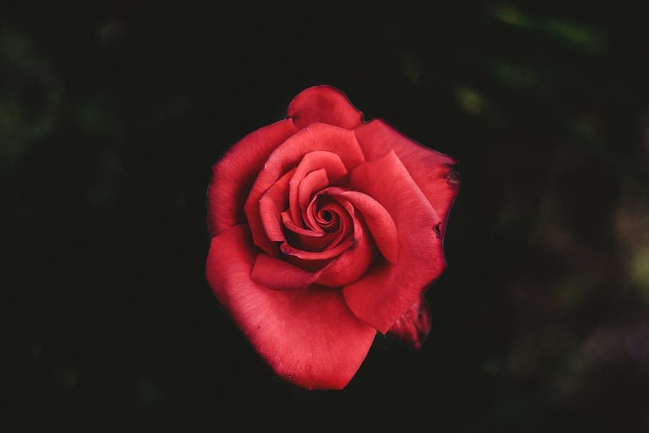 vermelho, rosa, fotografia de lente macro, flor, pétala, jardim, plantar, natureza, outono, escuro