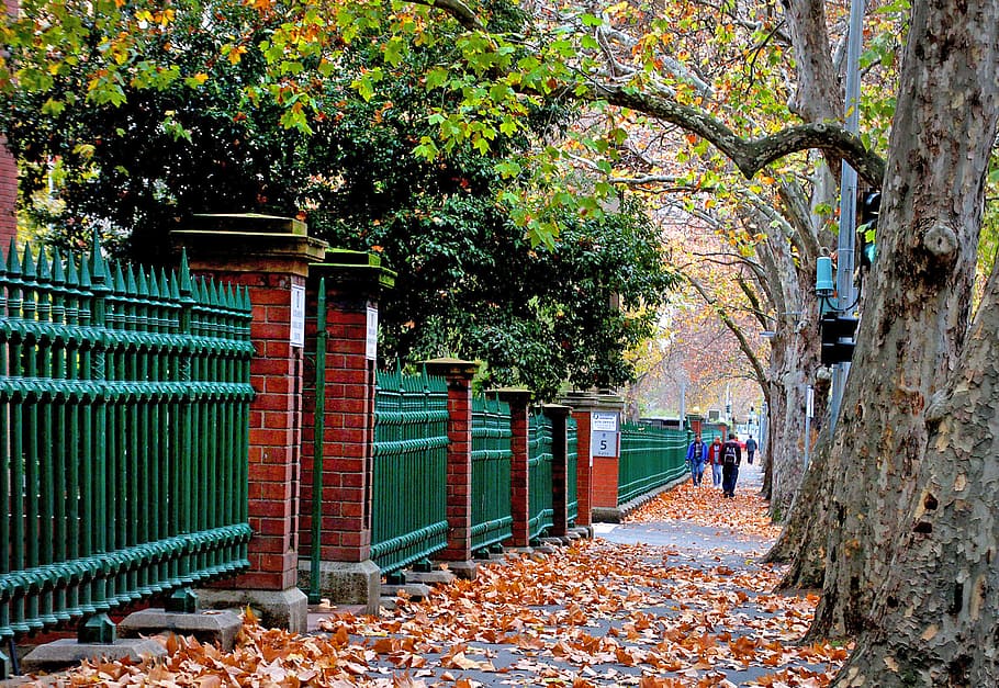 Adelaide, outono, caminhada, árvores verdes durante o dia, planta, árvore, natureza, parte da planta, dia, estrutura construída