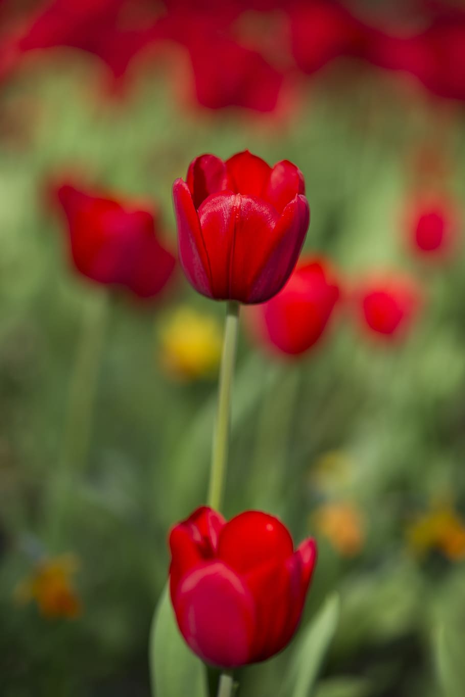tulip, merah, bunga, tulip merah, tanaman, taman, musim semi, makro, indah, alam