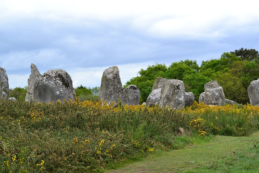 Menhir, Stones, Carnac, brittany, france, alignment, megaliths, rumput, bunga kuning, megalith