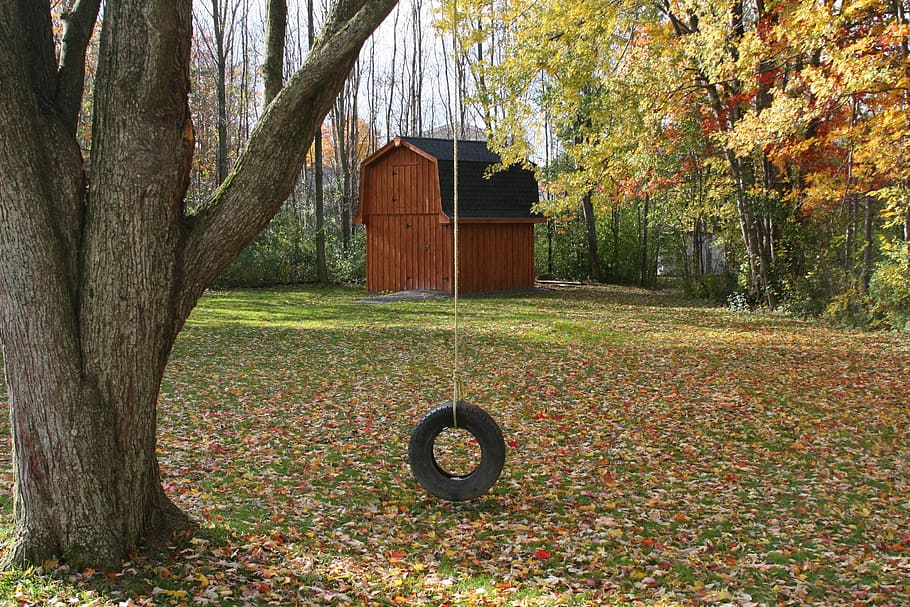 black, tire swing, tree, daytime, barn, tire, swing, plant, autumn, change
