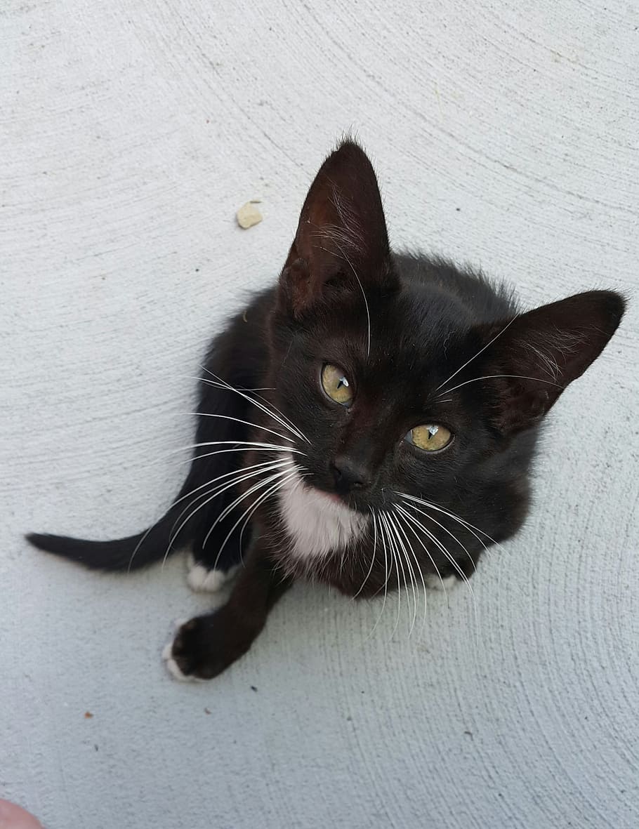 kitten, oreo, cat, black and white, cute, cute cat, cats eyes, pets, domestic, domestic cat