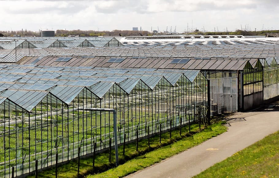 greenhouse, grey, clouds, daytime, horticulture, agriculture, greenhouses, vegetables, growing, food