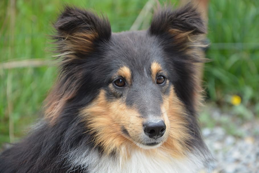 long-coated, black, tan, dog, shetland sheepdog, portrait, brown eyes, ears, color tri-color, male