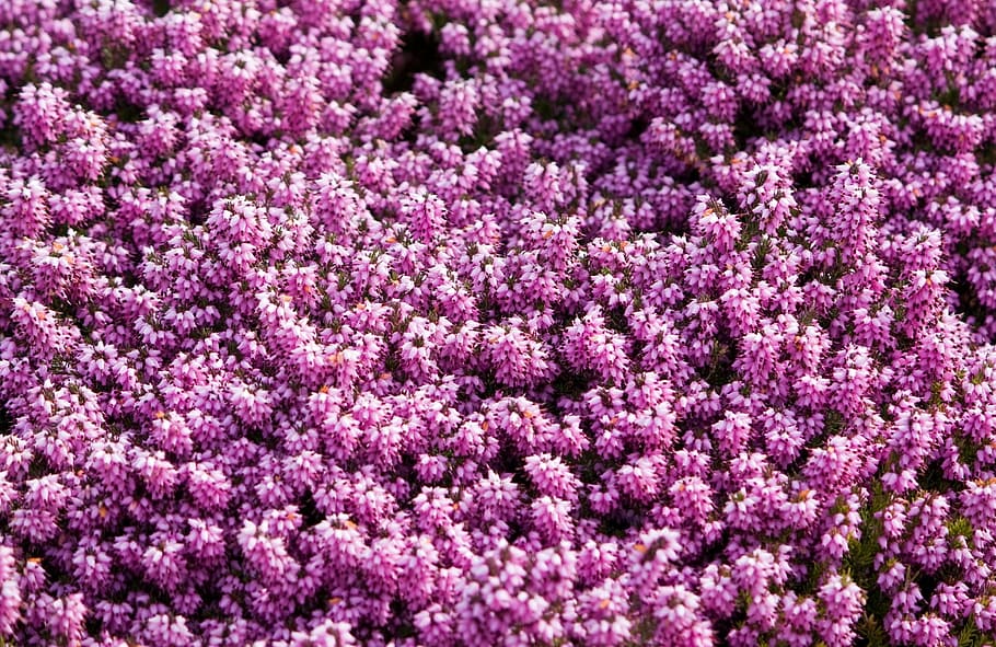 bidang, ungu, bunga, pink, latar belakang, alam, detail, close-up, heather, erica