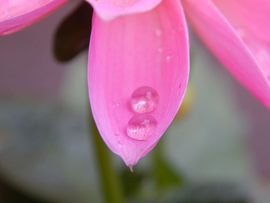 dew, flower, drop, pearl, drops, macro, garden, dew-drop, nature, water-drop