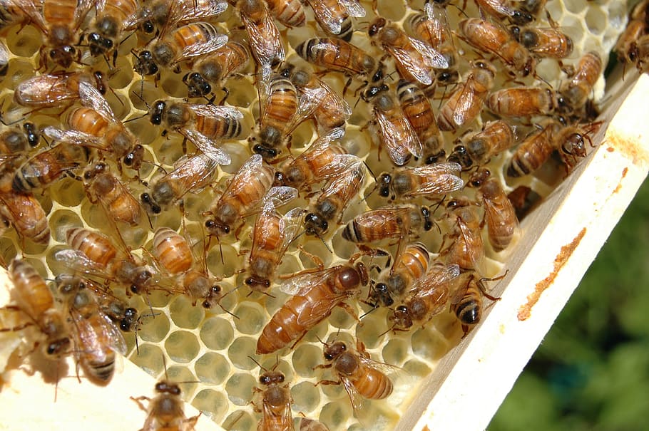 enjambre de abejas, abeja reina, abeja, miel, panal, abejas, cera de abejas, colonia, colmena, trabajador
