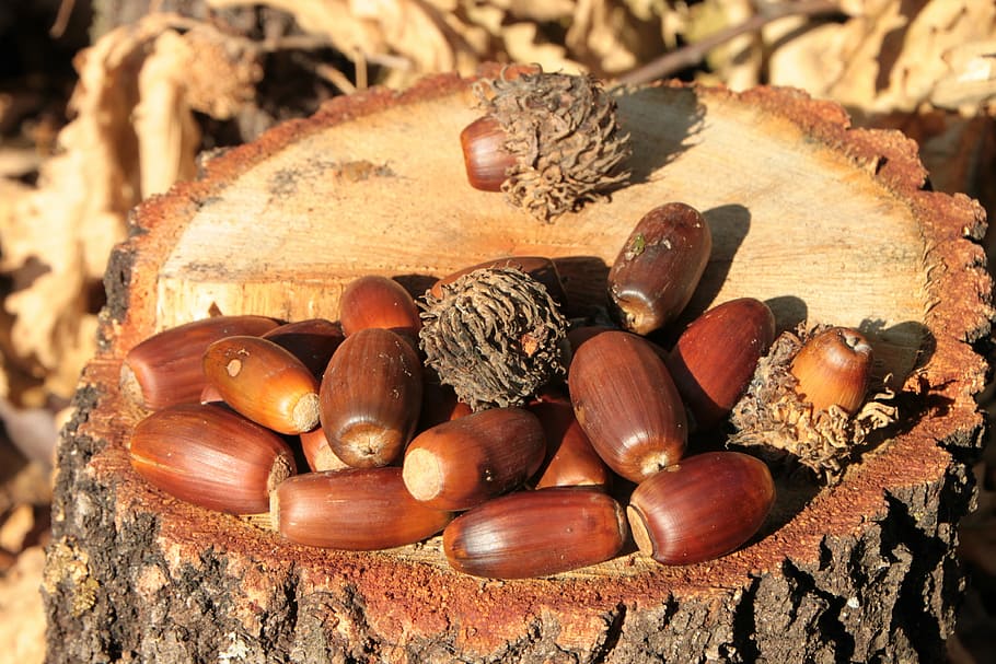 acorns, fall, nut, oak, trees, woods, nature, brown, autumn, acorn