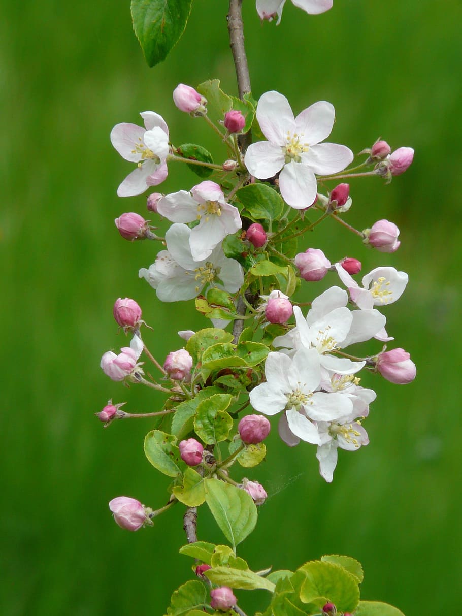 white, 5-petaled, 5- petaled flower, bloom, daytime, apple blossoms, apple blossom branch, bud, blossom, apple tree