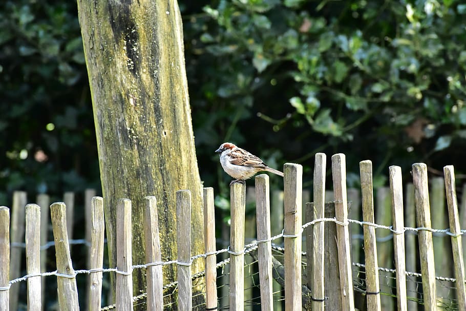 House Sparrow, Bird, sparrow, sperling, animal, nature, songbird, close, feather, sitting