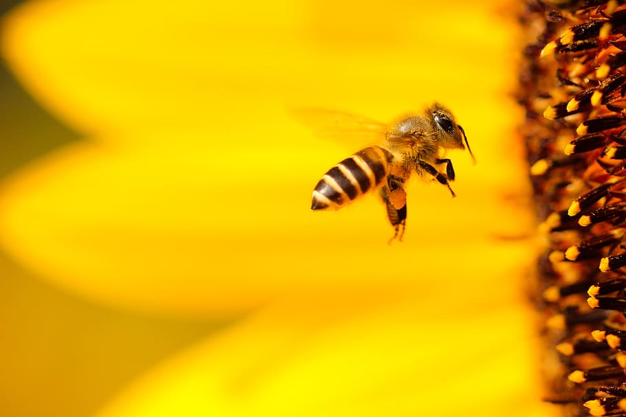 bee, yellow, wings, flying, sunflower, flower, bokeh, blur, animal, insect