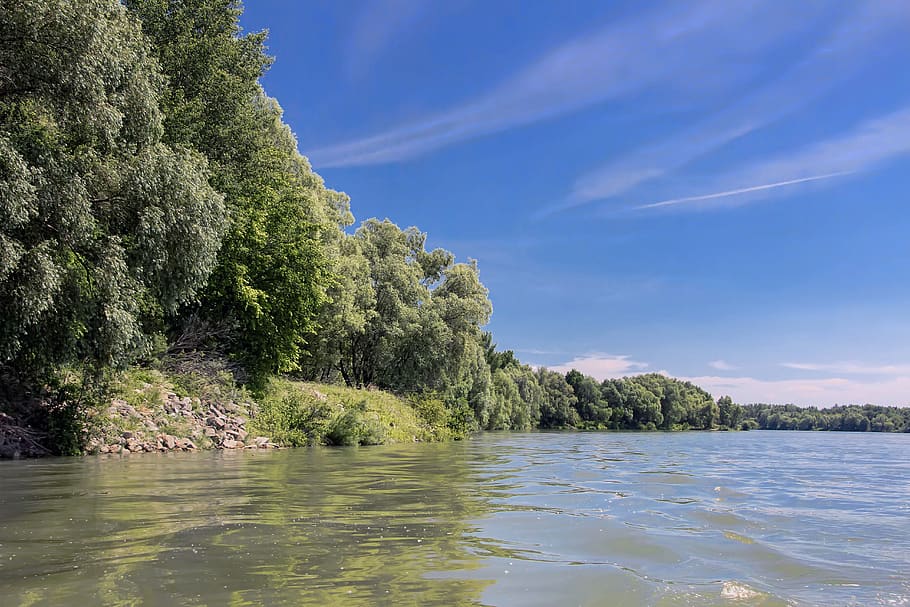 danube, slovakia, nature, river, bratislava, trees, water, tree, plant, beauty in nature