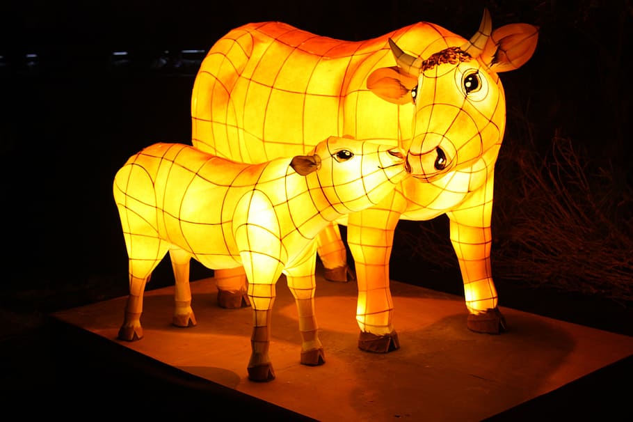 vaca, festival de los faroles, corriente de cheonggyecheon, festival de kkotdeung, artículo isométrico, noche, representación, mamífero, iluminado, arte y artesanía