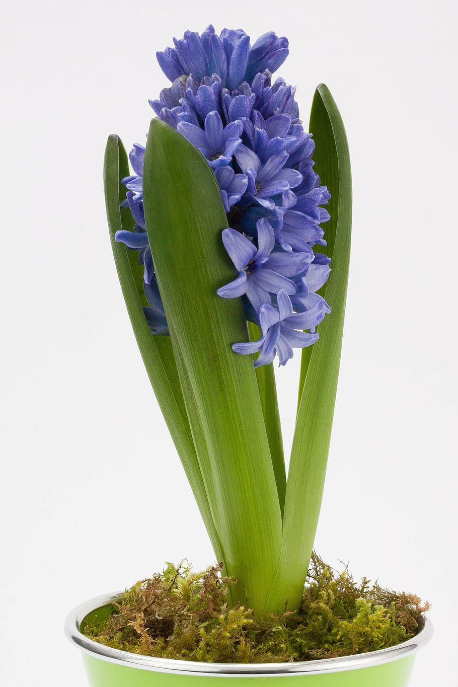 purple, petaled flower, pot, hyacinth, hyacinthus orientalis, asparagaceae, asparagus plant, flower, spring, plant