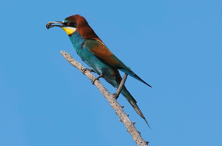 blue, brown, bird, branch, nature, little bee-eater, colors, animal themes, animal, animal wildlife