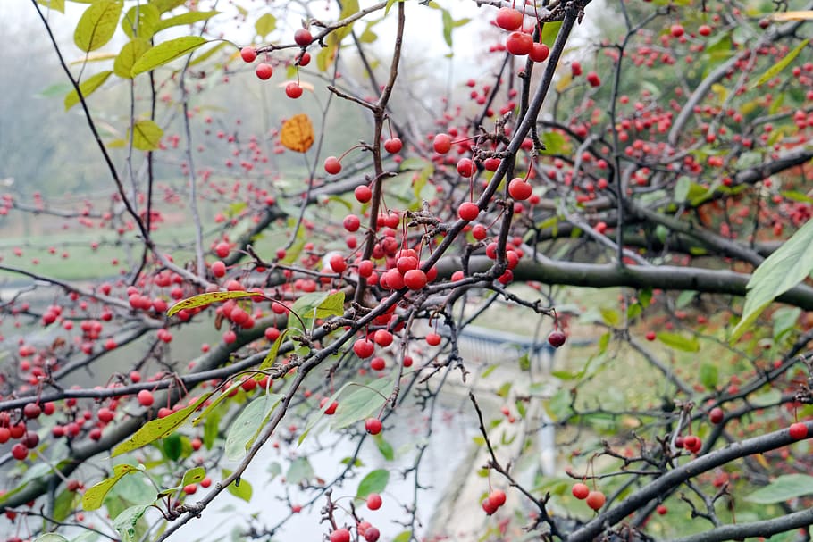 branch, tree, fruit, red, seeds, leaves, green, yellow, autumn, lake