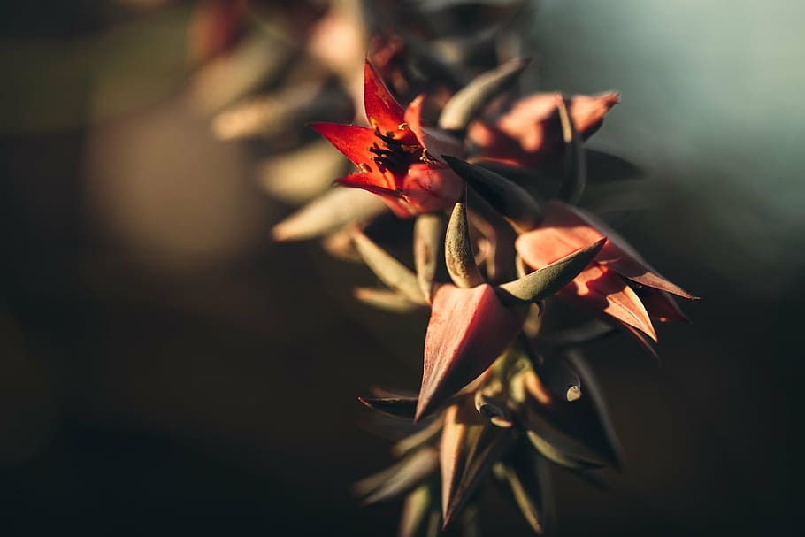selective, focus photography, red, petaled flower, focus, photography, flower, bloom, petal, nature