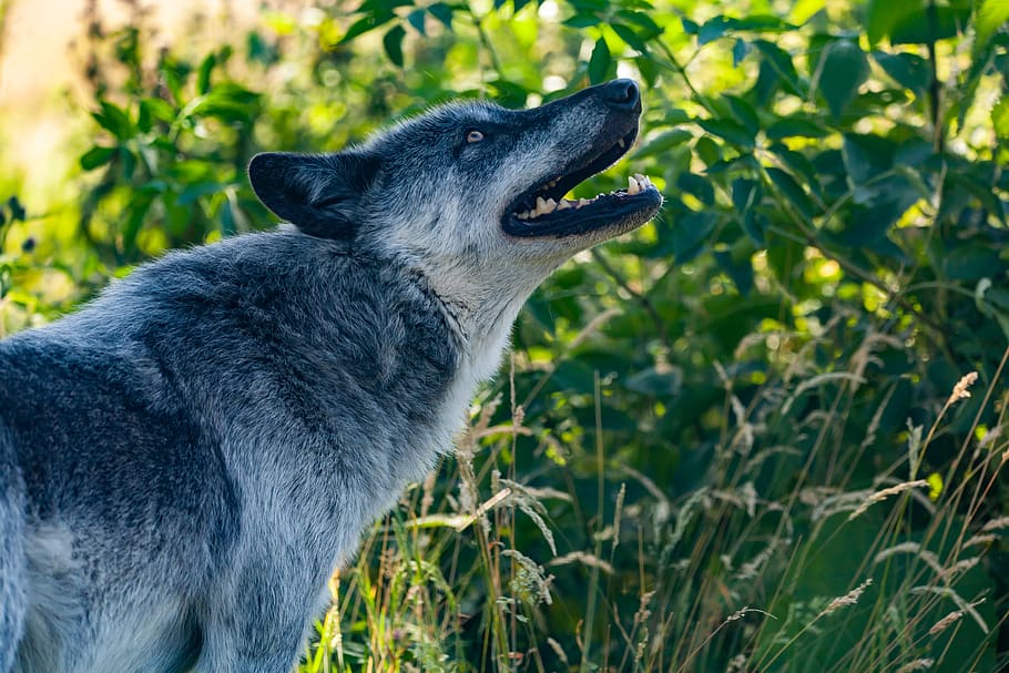 howling wolf, canadian timber wolf, wolf, predator, carnivore, animal, watching, wildlife, dog, feral