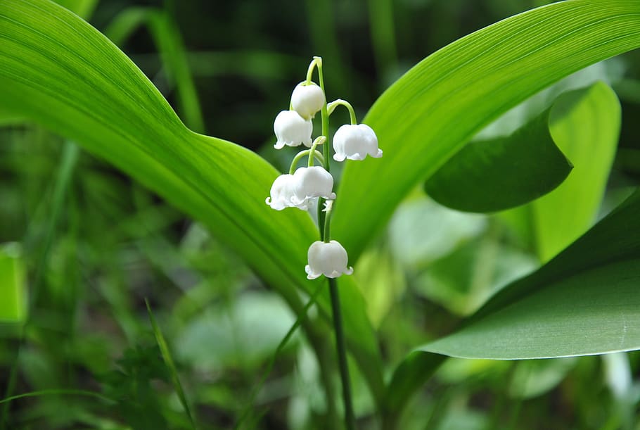 lily of the valley, nature, spring, flower, plant, garden, early bloomer, spring flowers, green, blossom