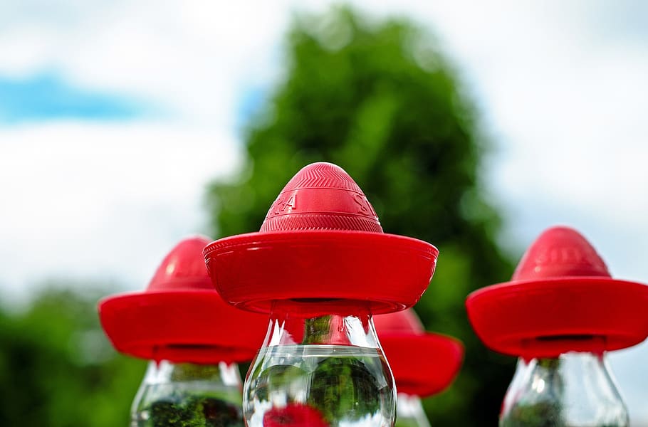 sombrero, mexican hat, red, headwear, tequila bottle, plant, close-up, nature, outdoors, selective focus